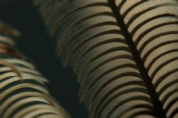 Feather star close up on a night dive, Port Sudan, Sudan.... by Rikard Andersson 